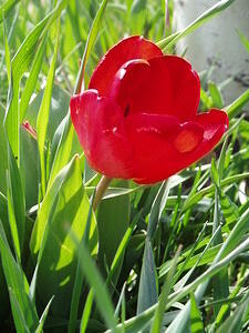 Bulbs