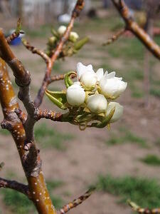 bud