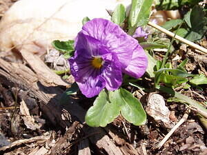 violet