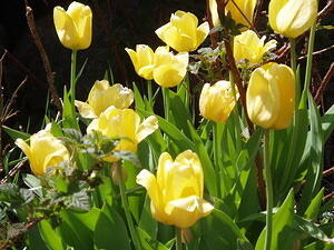 yellows