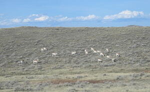 Antelope