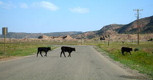 Cow Crossing