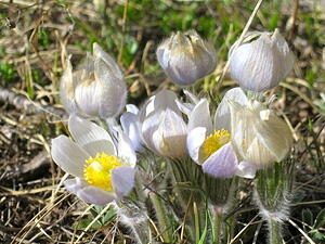 White River National Forest