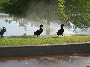Ducks