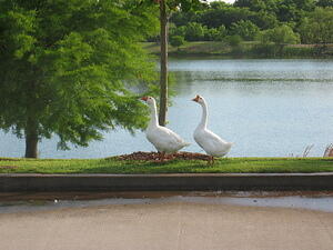img_0005.jpg