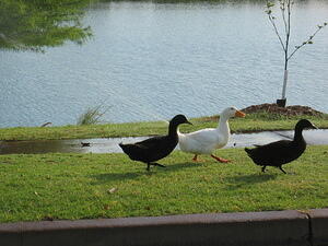 img_0006.jpg