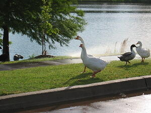 img_0009.jpg