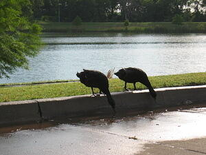 img_0015.jpg