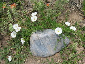 Morning Glory