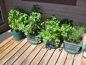 How does your garden grow?