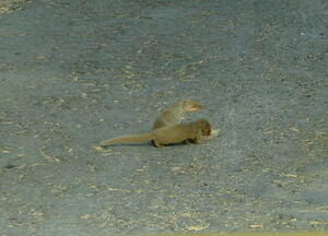 Mongooses