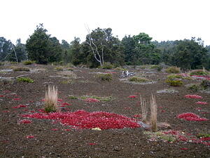 Crazy Vegetation
