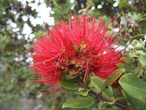 Ohi'a lehua