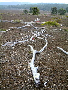 Dead Wood
