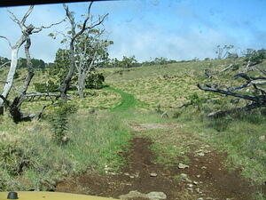 Grass Driveway