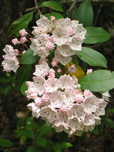 IMG_0035.JPG