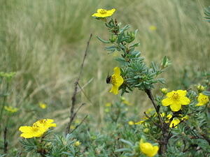 IMG_0010.JPG