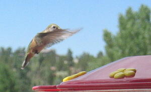 Hummingbirds 11Aug08