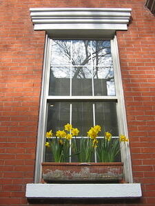 Daffodils