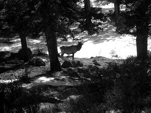 Elk
