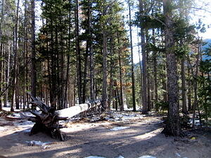 Trail