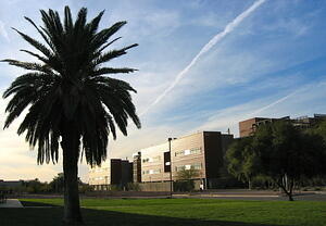 Palm