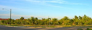 Inexplicable Palm Forest