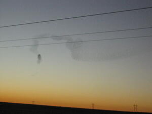 Swirling Birds