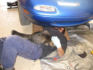 Helper Cat