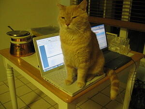 Spot Prefers Macintoshes