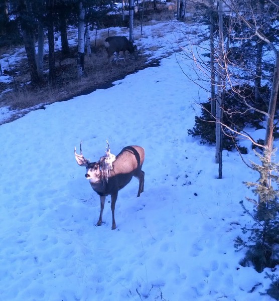 Hammock Deer